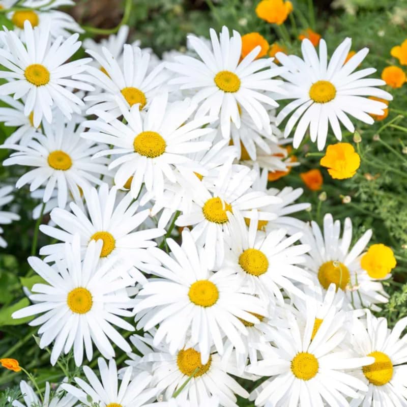 2 Ox-Eye Daisy Plants Live for Planting, 3-Inch Pot, Established Live Flowering Plant, Drought Tolerant White Daisy for Sun and Borders