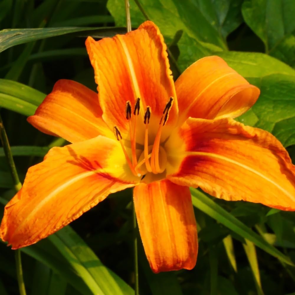 25 Wild Orange Daylily Live Roots, Hemerocallis Fulva, Vigorous Orange Flowering Perennial for Garden Borders