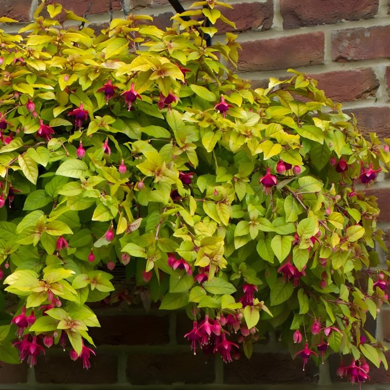 Fuchsia Plants Live, Double Red Fuchsia, 6-12 Inch Tall, Marinka Variety, Fast Growing Deciduous Flowering Shrub, Well-Rooted Plant