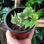 Glacier English Ivy Plant Live in 6 Inch Pot | English Ivy Plants | Trailing Plant & Climbing Ivy | Easy Care Houseplant for Pots, Shelves & Small Spaces