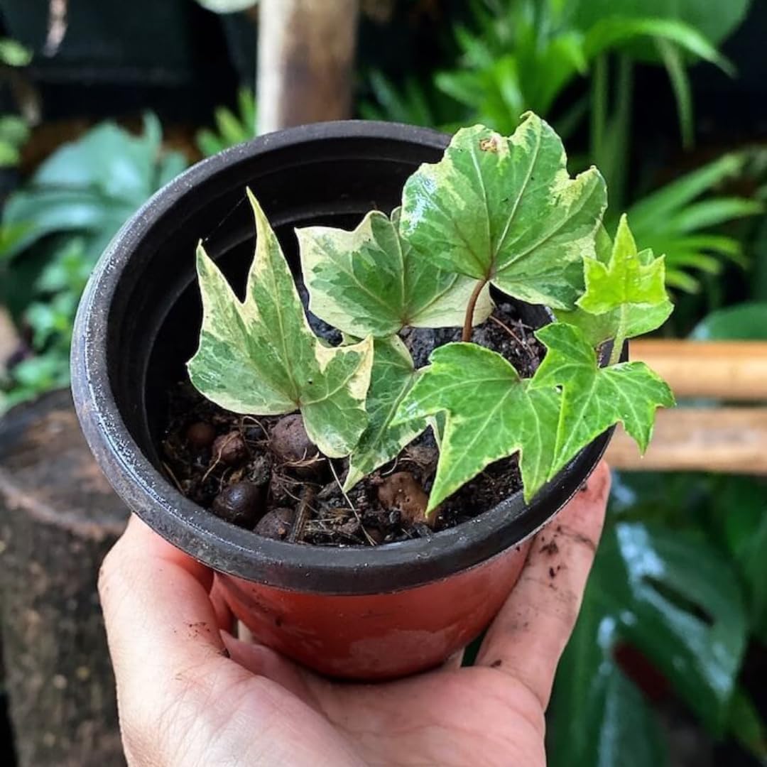 Glacier English Ivy Plant Live in 6 Inch Pot | English Ivy Plants | Trailing Plant & Climbing Ivy | Easy Care Houseplant for Pots, Shelves & Small Spaces