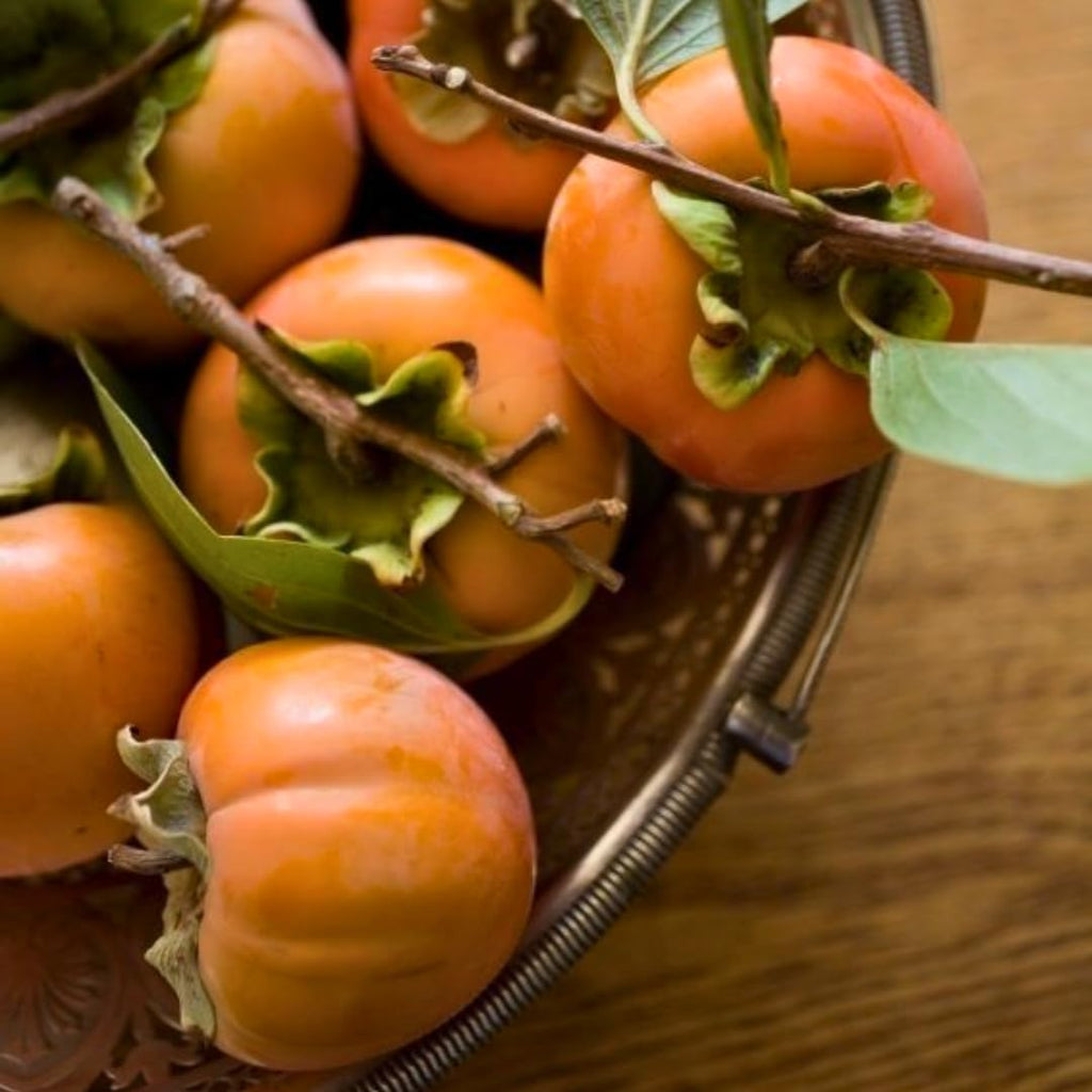 2 Persimmon Tree Live Plant in 12 – 24 Inch Tall Potted | American Persimmon Tree for Planting | Suitable for Home Garden & Backyard Growing