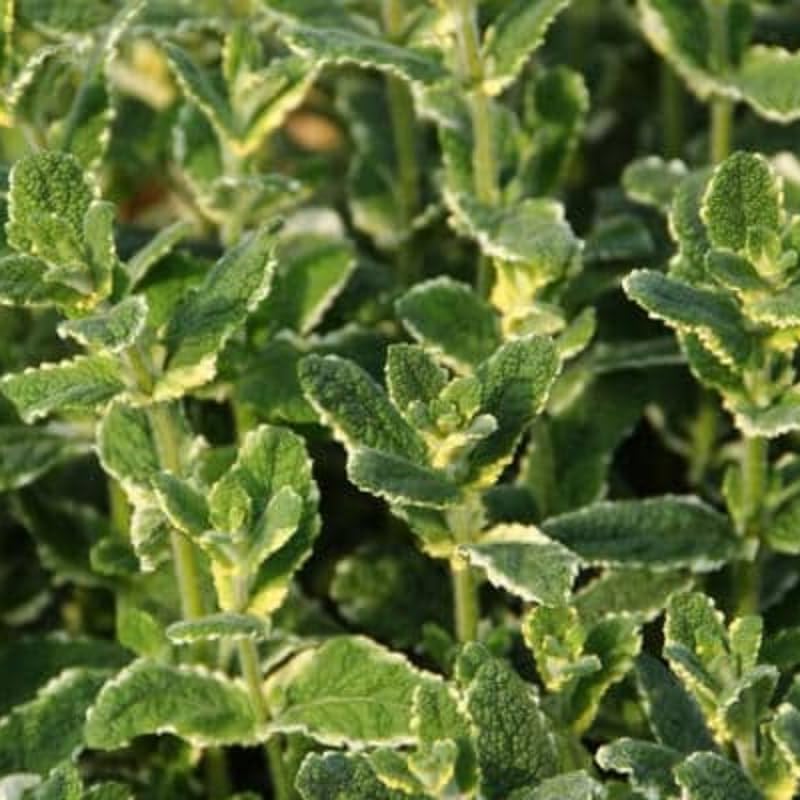2 Chocolate Mint Plants, 3-Inch Pot, Mint Plants Live, Fast Growing Aromatic Perennial for Modern Landscape and Herb Gardening