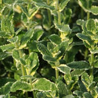 2 Chocolate Mint Plants, 3-Inch Pot, Mint Plants Live, Fast Growing Aromatic Perennial for Modern Landscape and Herb Gardening