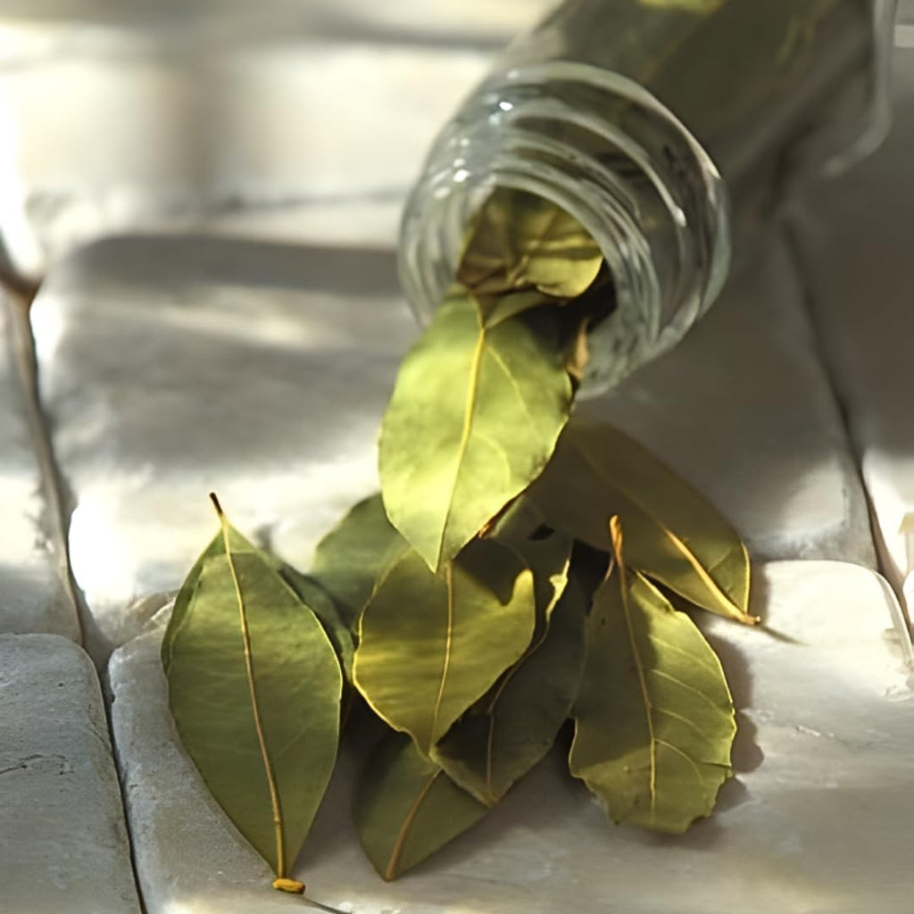 Bay Laurel Tree Live for Planting in 4-6 Inch Tall | Aromatic Bay Leaf Plant Live Herb | Live Bay Leaf Tree for Cooking | Ideal for Home Garden & Cooking Décor