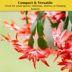 2 Orange Christmas Cactus Plant Live | 3 to 4 Inch Tall Indoor | Housewarming Friendship Gifts for Women Best Friend Presents for Mom Birthday Gift for New Home