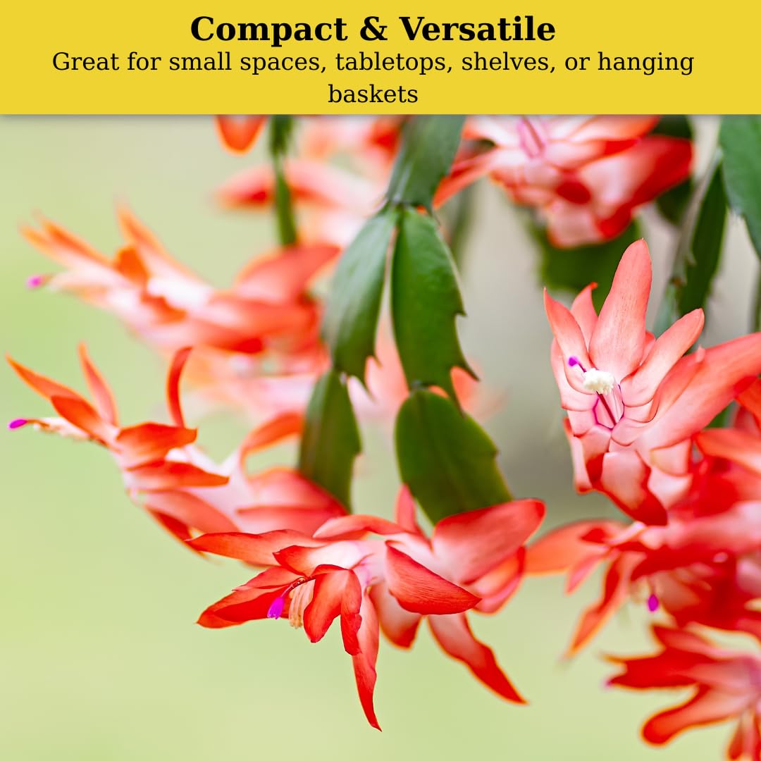 Exotic Red Christmas Cactus Plant Live| 4 to 7 Inch Tall Potted Indoor Decorative Plant for Home & Office | Live Christmas Cactus Plants Houseplants | Christmas Hanging Baskets for Outdoors