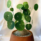 Stephania Cephalantha Live Plant in 2 – 2.5" Inch Pot | Stephania Erecta Plant Bulb | Low-Maintenance Indoor Greenery | Suitable for Desks, Shelves & Modern Décor | Great Botanical Gift