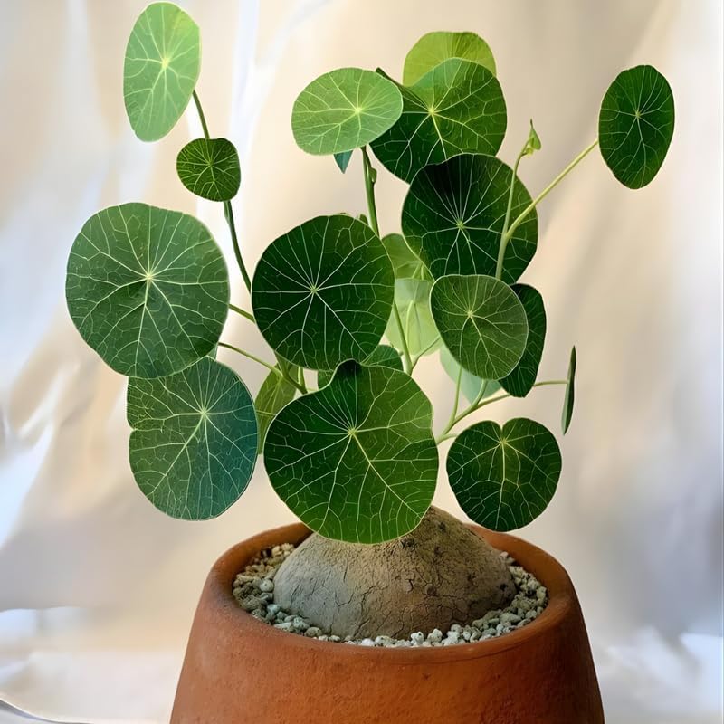 Stephania Cephalantha Live Plant in 2 – 2.5" Inch Pot | Stephania Erecta Plant Bulb | Low-Maintenance Indoor Greenery | Suitable for Desks, Shelves & Modern Décor | Great Botanical Gift