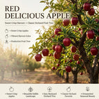 (No Ship to CA, HI, AK) Sweet Red Delicious Apple Plant Live, 3 Gallon Apple Tree, Fruit Trees Live Plants Ready to Fruit, Live Fruit Trees for Outdoor Planting