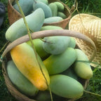 Live Mun Kun Si Mango Plant 2.5–3 Ft Tall | Vigorous Growing Mango Tree | Ideal for Home Garden & Outdoor Spaces | No Ship to CA, HI, AK