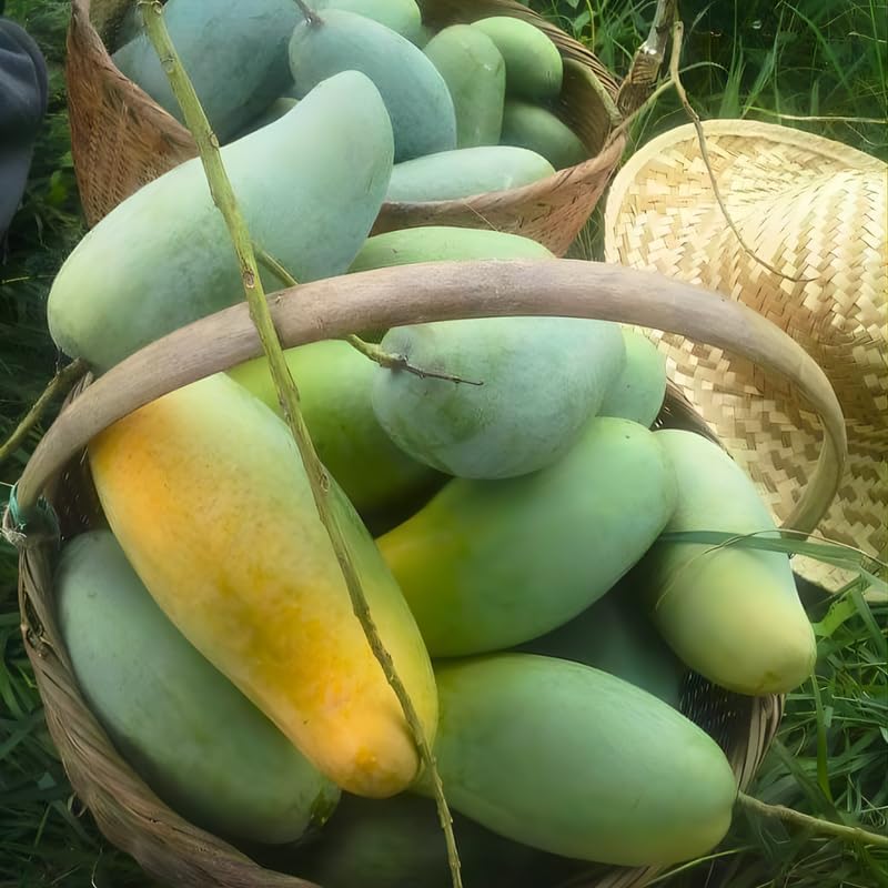 Live Mun Kun Si Mango Plant 2.5–3 Ft Tall | Vigorous Growing Mango Tree | Ideal for Home Garden & Outdoor Spaces | No Ship to CA, HI, AK