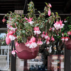 Fuchsia Plants Live, Gold and Red Foliage, 6-12 Inch Tall, Autumnale Variety, Trailing Flowering Plant, Ideal for Hanging Baskets