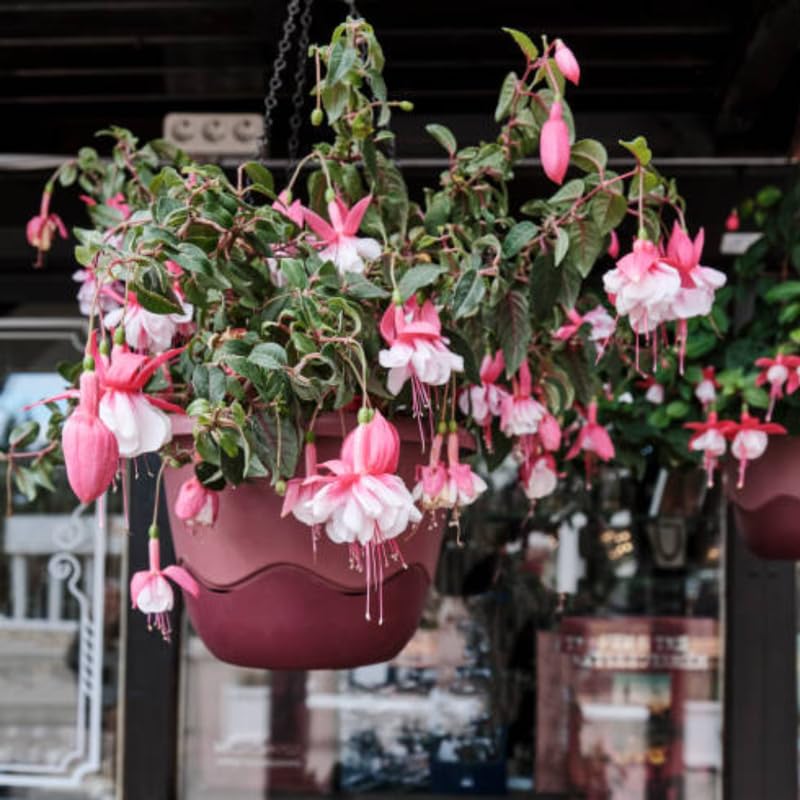 Fuchsia Plants Live, Gold and Red Foliage, 6-12 Inch Tall, Autumnale Variety, Trailing Flowering Plant, Ideal for Hanging Baskets