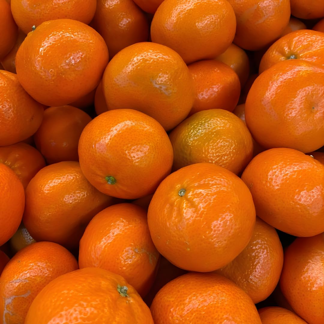 (No Ship to CA,HI,AK) Kishu Mandarin Oranges Tree Live Plant | 1 Gallon Live Potted Citrus Tree | Sweet Juicy Fruit for Cooking Juicing & Home Gardening