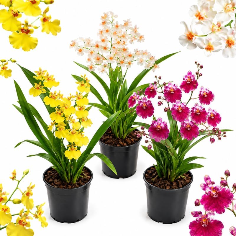 3 Oncidium Orchids Plants Live, Mini Orchid Live Plant Collection, 3" Potted Tolumnia & Dancing Lady Orchid Live Plant with Potting Media Included