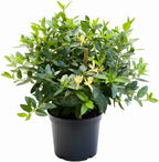 2 Honeysuckle Live Plant | 6–12 Inch Tall | Non-Vine Fragrant Shrubs for Yard Landscaping, Garden Beds, Borders & Pollinator-Friendly Areas