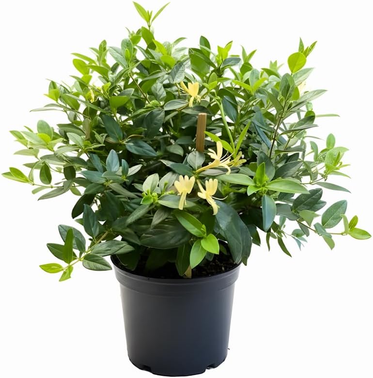 2 Honeysuckle Live Plants | 8–12 Inches Tall Rooted Cuttings | Fragrant Shrubs for Yard Landscaping, Garden Beds, and Border Planting