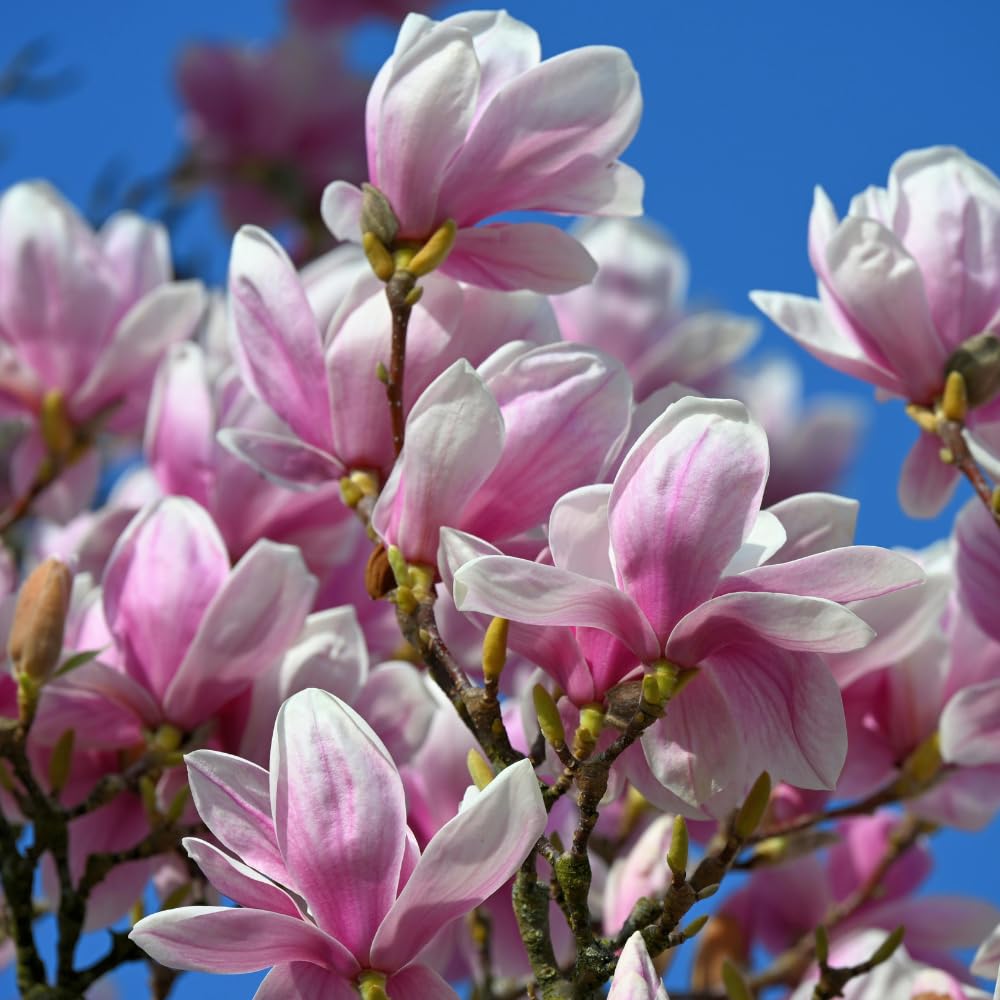 2 Ann Magnolia Tree, 12-18 Inch Tall in 2.5 Inch Pot, Vigorous Spring Bloomer for Sunny Backyard Landscapes, Fragrant Flower Tree