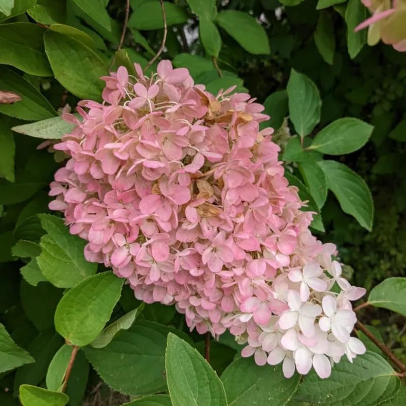 2 PeeGee Hydrangea Tree Live Plants | 1-2ft Bare Root Seedlings | Low Maintenance Flowering Deciduous Shrub
