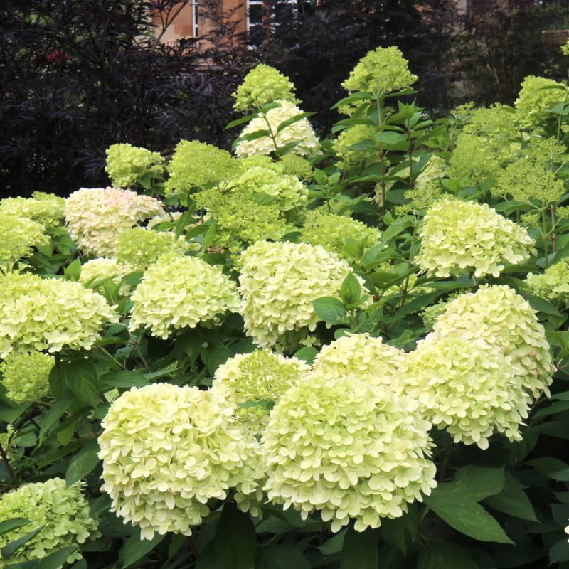 2-Pack Limelight Hydrangea Live Bare Root Seedlings | 12-24" Rooted Cuttings | Cold-Hardy Panicle Flowering Shrub | Robust Plants for Home Garden Borders
