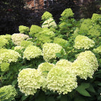 2-Pack Limelight Hydrangea Live Bare Root Seedlings | 12-24" Rooted Cuttings | Cold-Hardy Panicle Flowering Shrub | Robust Plants for Home Garden Borders