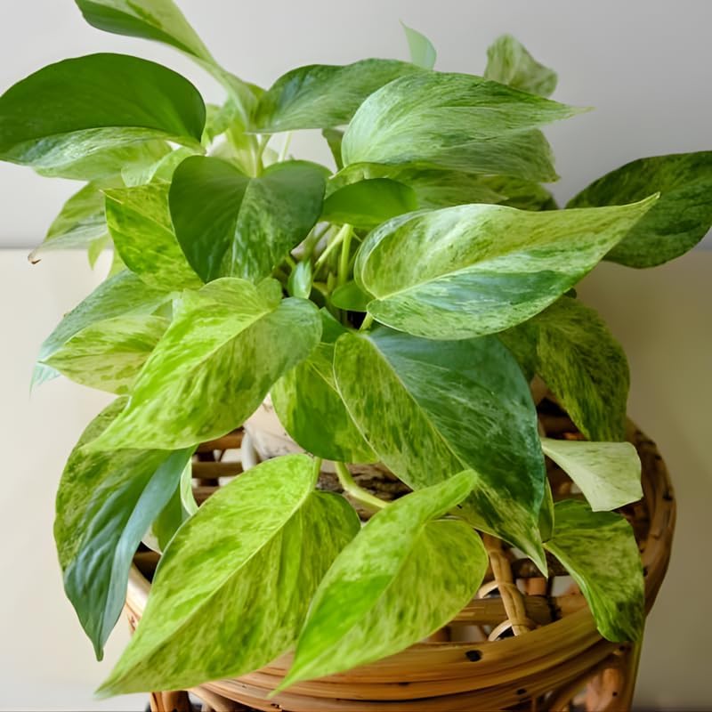 Golden Pothos Plant, 6 Inch Pot Size, Potted Green Ivy, Versatile Vine for Low Light Areas