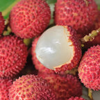 Mauritius Lychee Trees Live Plants | 2.5–3 Ft Live Potted Plant | Compact Sweet Fruit Tree for Patios, Balconies & Backyard Gardens | No Ship to CA,HI,AK