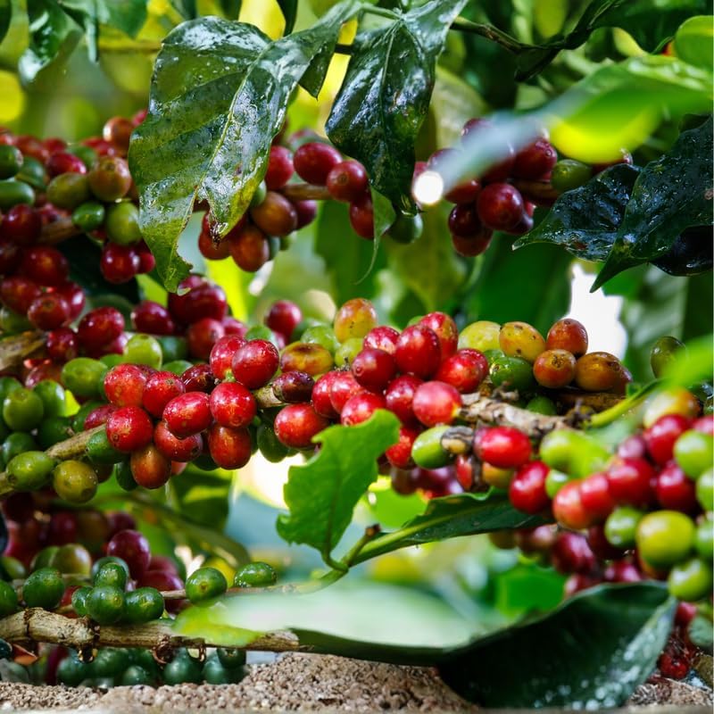 (No Ship to CA,HI,AK) Live Coffea Arabica Plant, Well-Rooted 1-2' Potted Plant, Low Maintenance Indoor Coffee Plant for Bright Windowsills