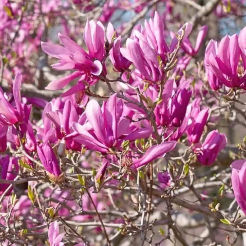 2 Ann Magnolia Live Plants | 8-12 Inch Bare Root Rooted Cuttings | Deep Purple-Pink Flowering Shrub | Deciduous Magnolia Hybrid for Garden