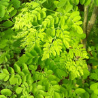 2 Honey Locust Native Seedling Trees | Honey Locust Live Plants for Outdoor Growing | 1–2 Ft Tall Young Trees | Suitable for Shade and Open Landscapes