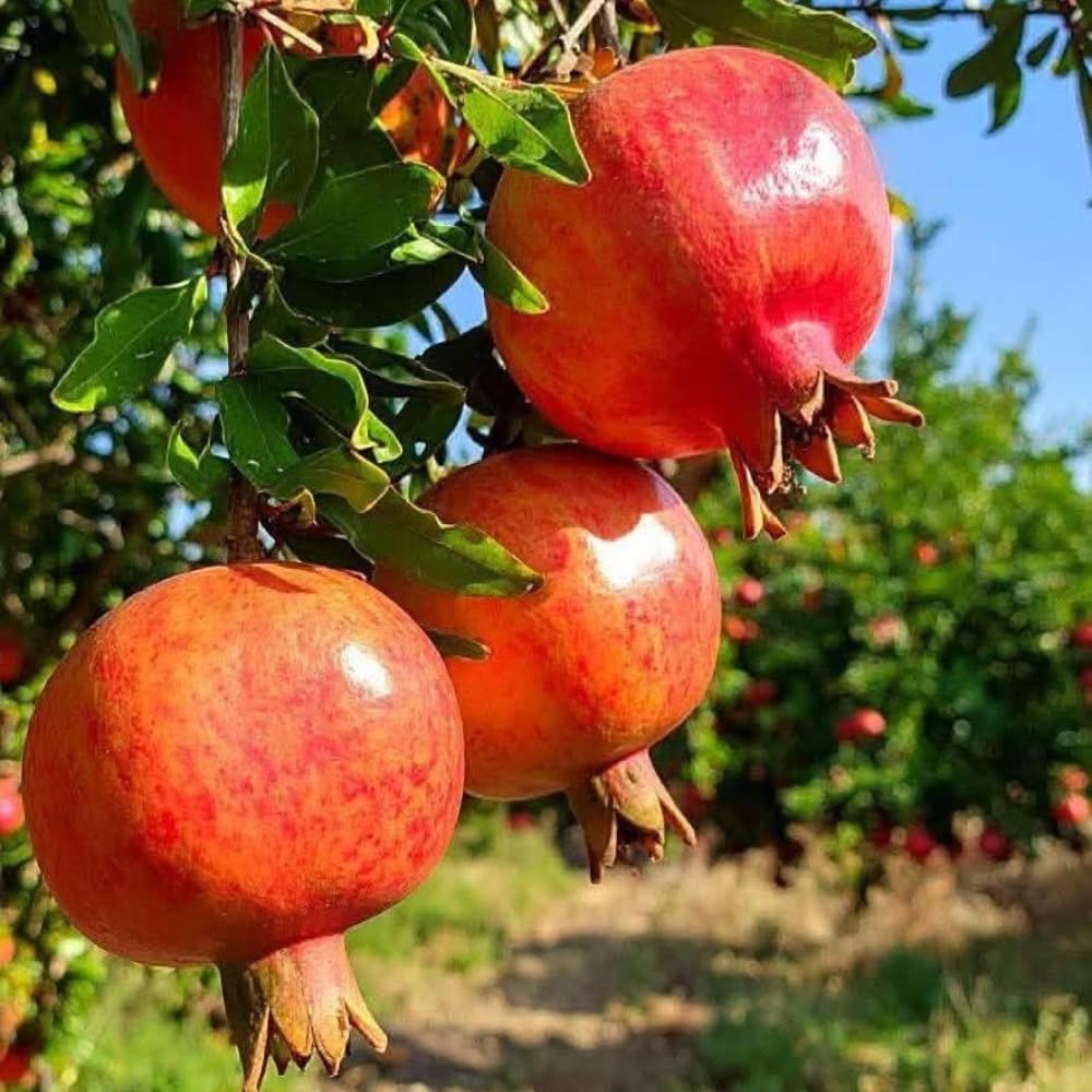 Pomegranate Tree Live Plant, 2-3 Ft Tall in 3 Gallon Pot, Farfianka Pomegranate Fruit Plant, Hardy, Fast-Growing Ornamental Fruit Tree (No Ship to CA,HI,AK)