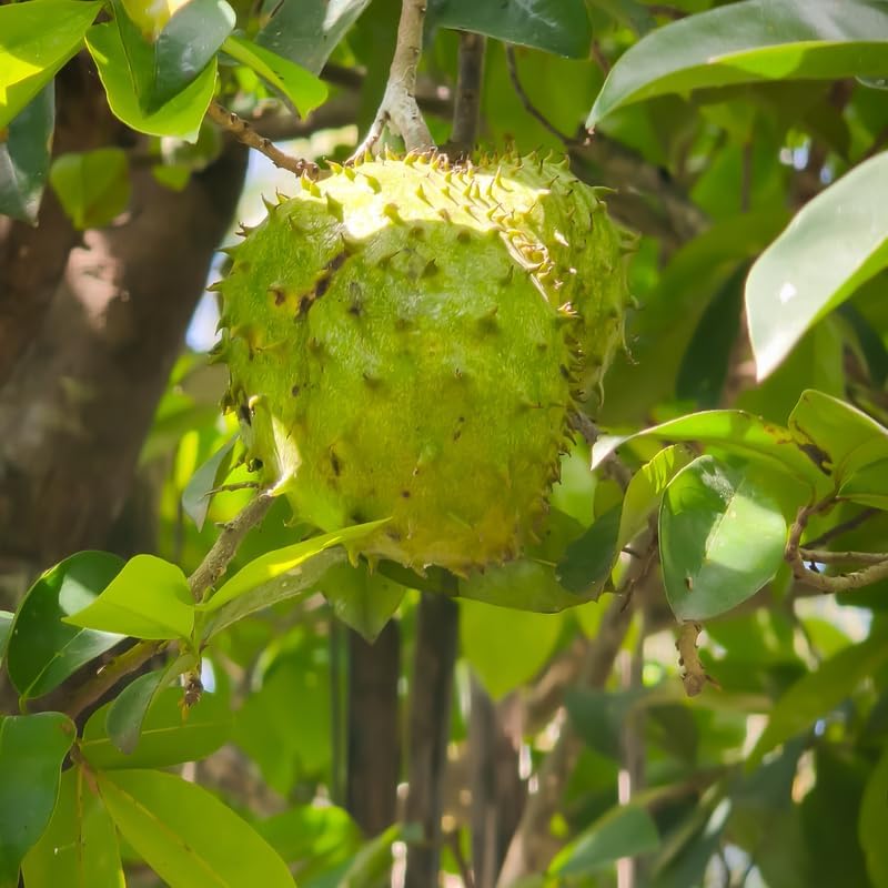 No Ship to CA, HI, AK, Soursop Live Plant, 24-30" Tall in 1 Gallon Pot, Exotic Guanabana Fruit Tree for Tropical Gardens and Patios