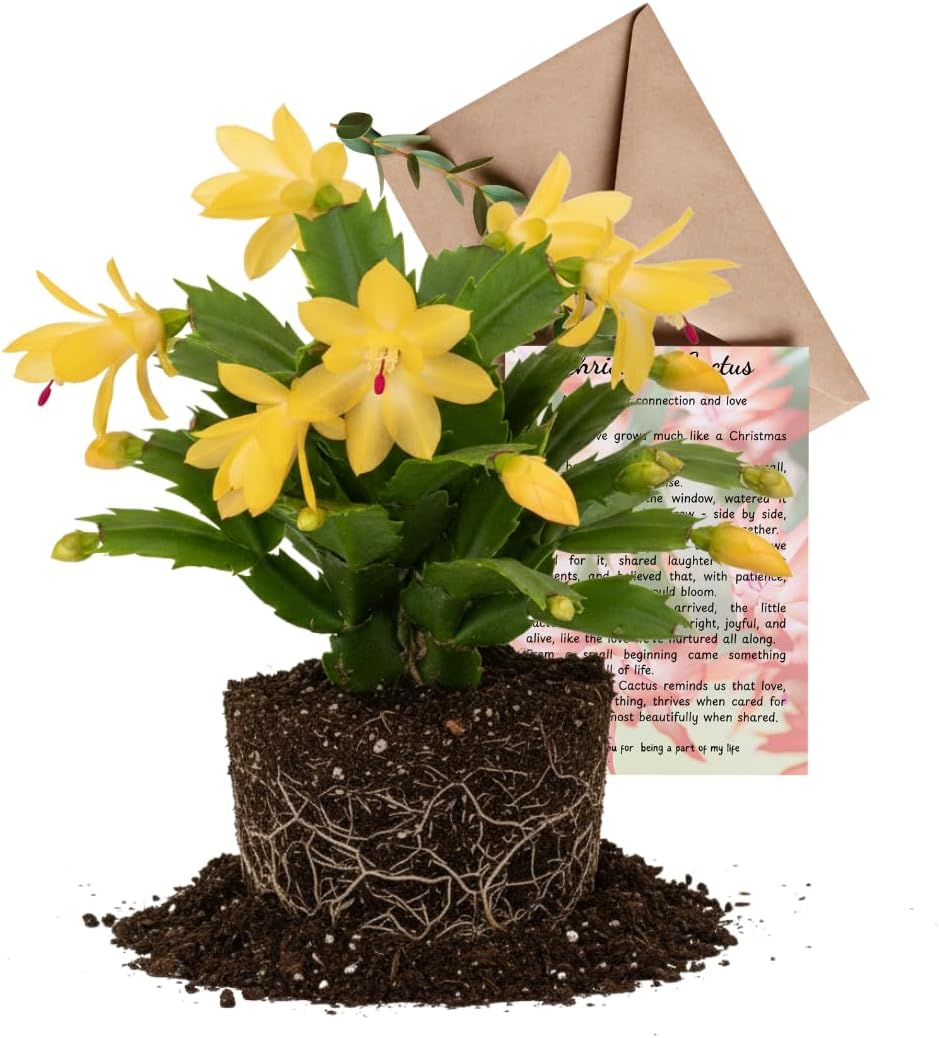 Yellow Christmas Cactus | 3–4 Inch Tall Christmas Live Plant | Easy to Grow Indoor Houseplant | Gift-Ready Houseplant for Home Décor, Friends & New Beginnings