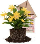 Yellow Christmas Cactus Live Houseplant | 3–4 Inch Pot | Winter-Blooming Succulent | Easy Care Indoor Plant for Home Décor & Gifting | Easy to Grow