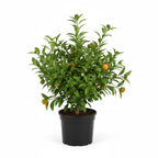 (No Ship to CA,HI,AK) Hamlin Orange Trees Live Plants| 1 Gallon Live Potted Citrus Plant | Sweet Juicy Fruit Tree for Indoor & Outdoor Spaces