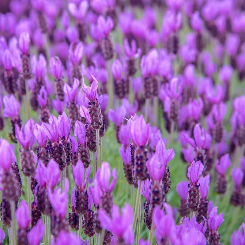 Spanish Lavender Live Plant in 3-Inch Pot, Lavandula Stoechas Aromatic Flowering Shrub, Unique Rabbit Ear Purple Blooms for Patios and Gardens