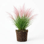 Pink Pampas Grass Plants Live, 4 Inch Tall Starter, Ornamental Feather Grass for Home Landscapes and Backyard Rows
