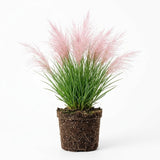 Pink Pampas Grass Plants Live, 4 Inch Tall Starter, Ornamental Feather Grass for Home Landscapes and Backyard Rows
