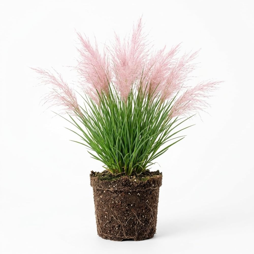 Pink Pampas Grass Plants Live, 4 Inch Tall Starter, Ornamental Feather Grass for Home Landscapes and Backyard Rows