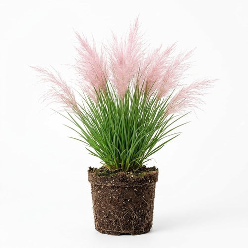 Pink Pampas Grass Plants Live, 4 Inch Tall Starter, Ornamental Feather Grass for Home Landscapes and Backyard Rows