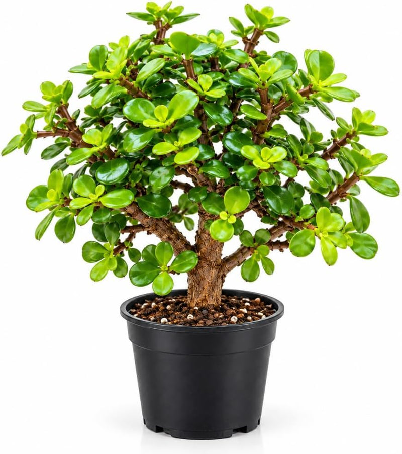 Jade Bonsai Tree Live, Portulacaria Afra Bonsai in 4" Pot