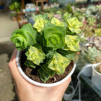 Crassula String of Buttons Live Plant | Compact Trailing Succulent in 2 Inch Pot | Plant for Home Office, Wedding Hanging Decoration & DIY Projects