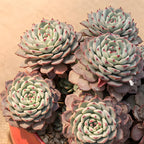 2 Echeveria Succulents Live Plants, Echeveria Minima Succulent in 2 Inch Pot for Planting, Air-Purifying, Low Maintenance, Perfect for Home and Office Décor