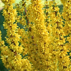 2 Lynwood Gold Forsythia Live Plants | Forsythia Bush Shrubs for Outdoor Planting | 1–2 Feet Tall Bare Root Plants | Ideal for Hedges, Borders, and Landscape Use