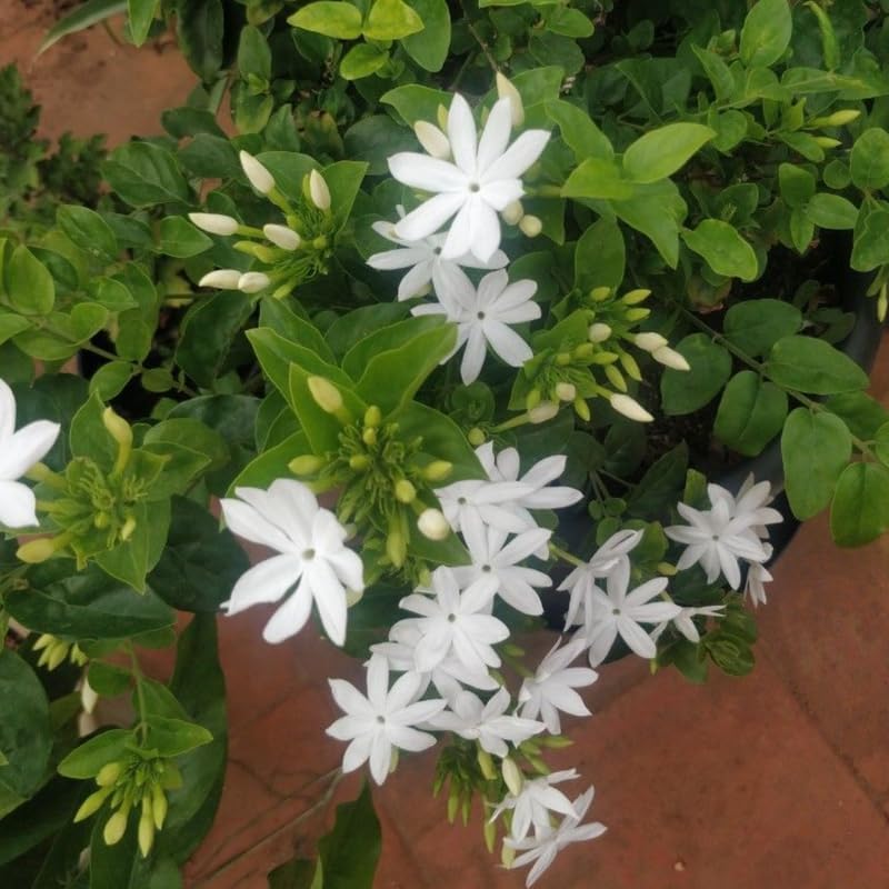 Downy Jasmine Plant Indoor Live | Fragrant White-Blooming Vine | Low Maintenance Live Jasmine Plant for Shelves, Desks & Balcony