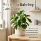 Peperomia Raindrop Houseplant, 4 Inch Pot, Vigorous Houseplant with Thick Glossy Foliage for Living Rooms & Shelves, Easy to Care Pet-Friendly Decor