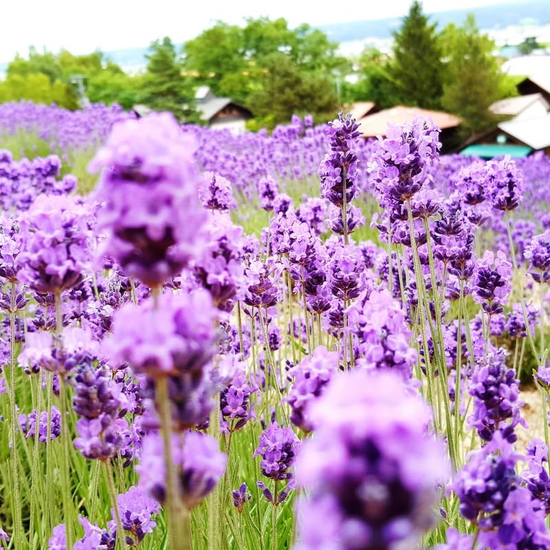 2 English Lavender Live Plant, 3" Pot, Fragrant Lavandula Angustifolia Flower, Live Lavender Plants for Inside Windowsills or Outdoor Gardens