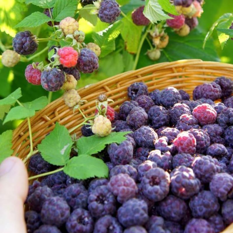 4 Raspberry Plants Live for Planting, Glencoe Purple Raspberry 12-24 Inch Tall, Thornless Berry Shrub, Productive Edible Fruit Plants for Backyard and Garden