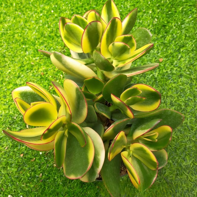 Live Jade Plant Variegated in 2" Inch Pot | Tri-Color Crassula Succulents Plants Live | Rare Cute Plant | Suitable for Home & Office Décor